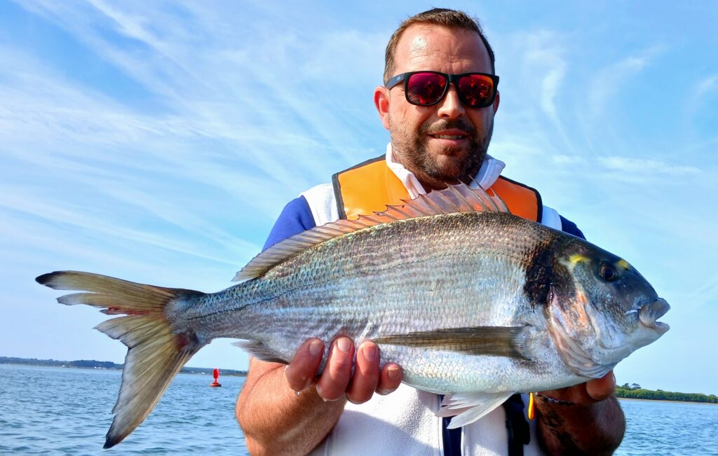 Dorade Royale pêchée dans le Golfe du Morbihan avec Horizons Peche
